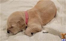golden retriever puppy posted by Jwinters2