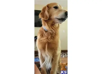 Bailey Winters Snow available Golden Retriever puppy located in DELANO