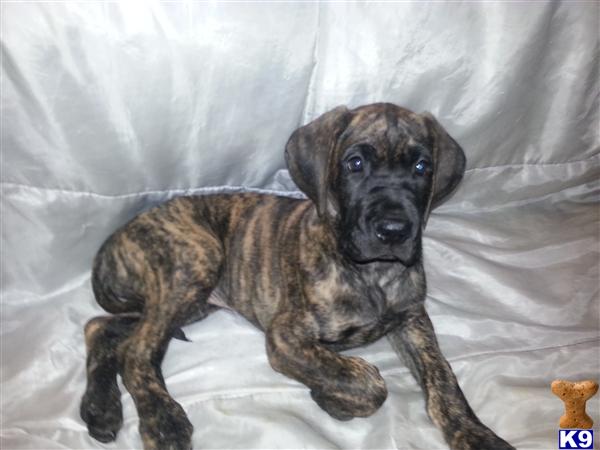 great dane puppies for sale in sc great dane puppies for sale in south carolina great dane puppies for sale in sc great dane puppies for sale in south carolina