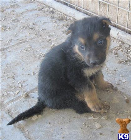 german shepherd puppy posted by KATEN