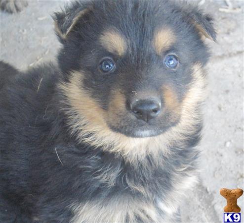 german shepherd puppy posted by KATEN