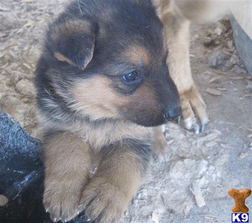 german shepherd puppy posted by KATEN