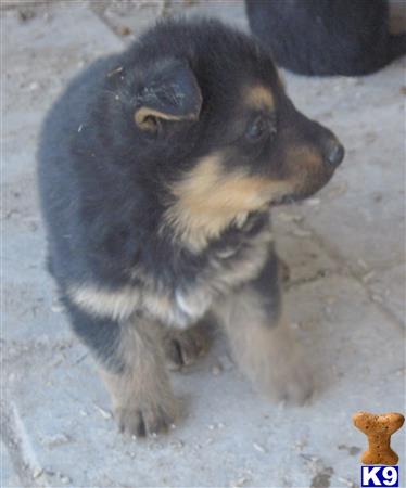 german shepherd puppy posted by KATEN