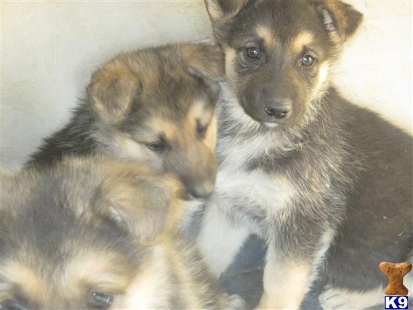 german shepherd puppy posted by KATEN