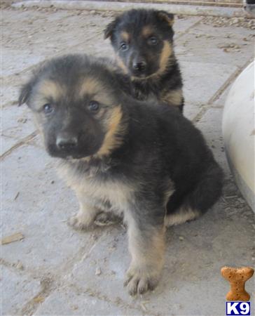 german shepherd puppy posted by KATEN
