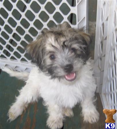 tri colored havanese puppies havanese puppies for sale in tri colored havanese puppies havanese puppies for sale in