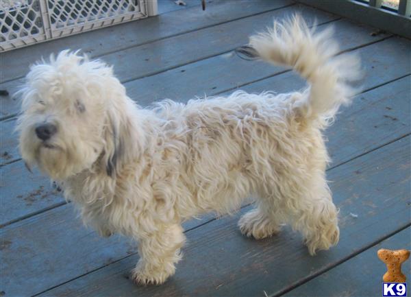 havanese puppy posted by KATEN