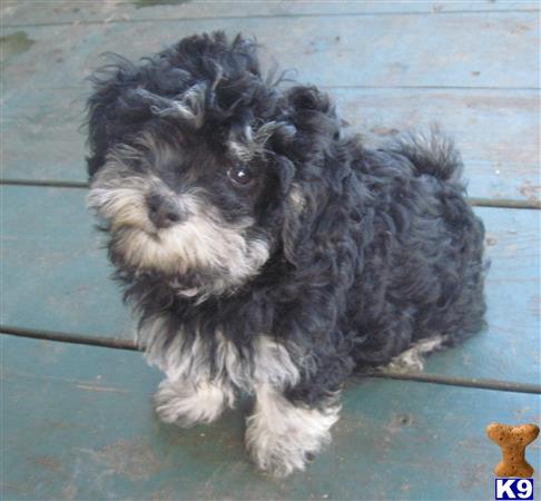 havanese puppy posted by KATEN