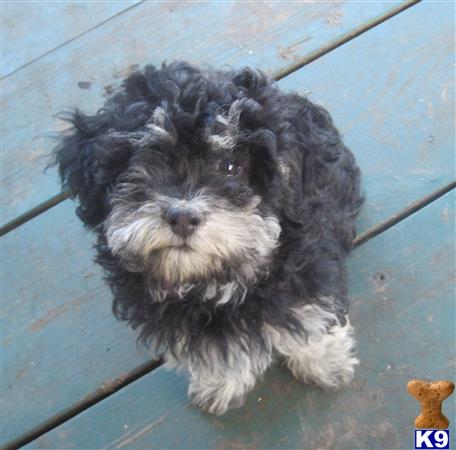 havanese puppy posted by KATEN