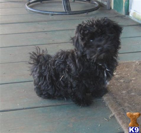 havanese puppy posted by KATEN