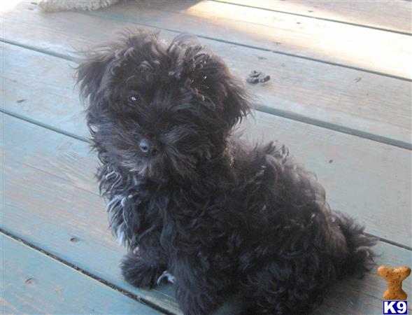 havanese puppy posted by KATEN
