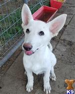 german shepherd puppy posted by KATEN