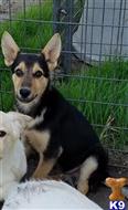 german shepherd puppy posted by KATEN