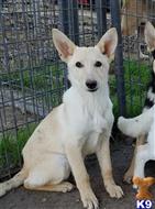 german shepherd puppy posted by KATEN