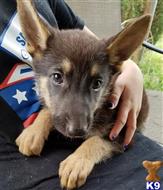 german shepherd puppy posted by KATEN