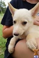 german shepherd puppy posted by KATEN