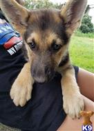 german shepherd puppy posted by KATEN