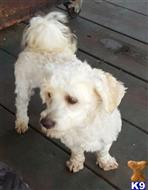 havanese puppy posted by KATEN