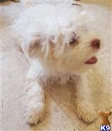 havanese puppy posted by KATEN