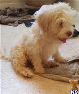 havanese puppy posted by KATEN