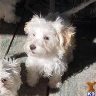 havanese puppy posted by KATEN