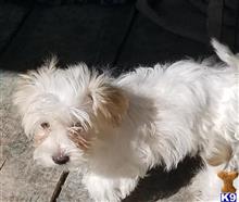 havanese puppy posted by KATEN