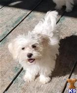 havanese puppy posted by KATEN