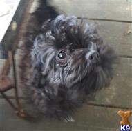 havanese puppy posted by KATEN