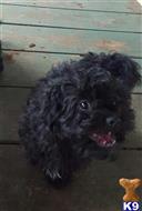 havanese puppy posted by KATEN