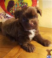 havanese puppy posted by KATEN