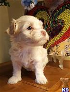havanese puppy posted by KATEN