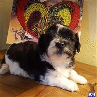 havanese puppy posted by KATEN