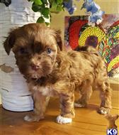 havanese puppy posted by KATEN