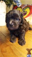 havanese puppy posted by KATEN