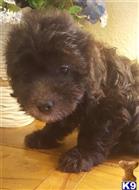 havanese puppy posted by KATEN