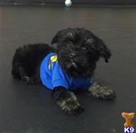 havanese puppy posted by KATEN