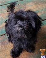 havanese puppy posted by KATEN