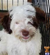havanese puppy posted by KATEN