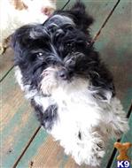 havanese puppy posted by KATEN