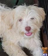 havanese puppy posted by KATEN