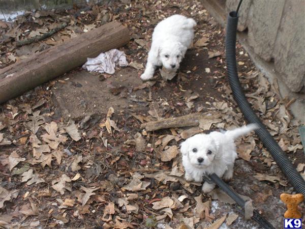 bichon frise puppy posted by KDowning