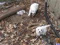 bichon frise puppy posted by KDowning