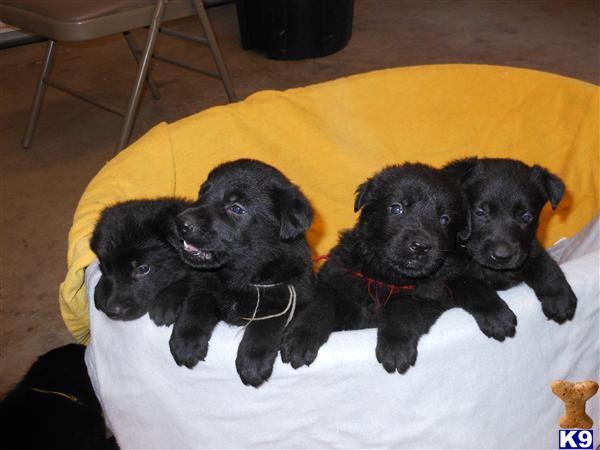 solid black german shepherd puppies for sale german shepherd puppy for sale solid black german shepherds 5 years solid black german shepherd puppies for sale german shepherd puppy for sale solid black german shepherds 5 years