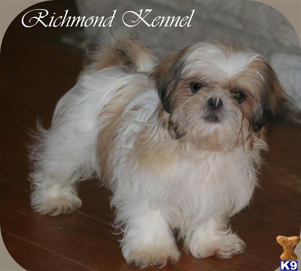 shih tzu puppies for sale in ohio shih tzu puppies for sale in ohio shih tzu puppies for sale in ohio shih tzu puppies for sale in ohio