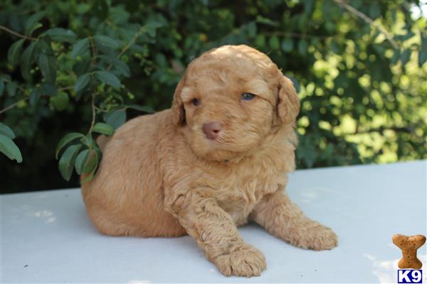 labradoodle puppy posted by KYLakeDoodles