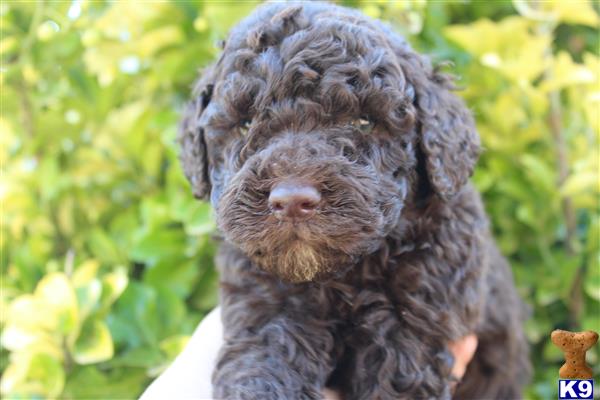 labradoodle puppy posted by KYLakeDoodles