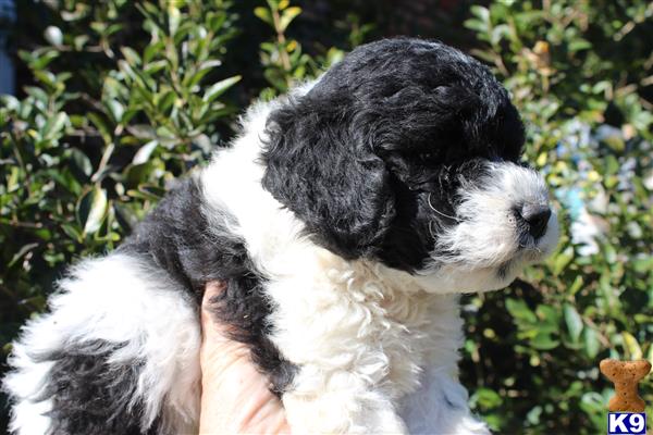 labradoodle puppy posted by KYLakeDoodles