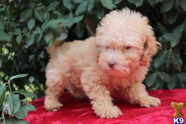 labradoodle puppy posted by KYLakeDoodles