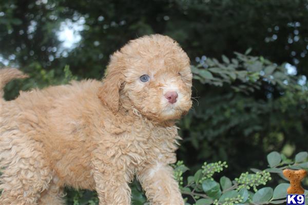labradoodle puppy posted by KYLakeDoodles