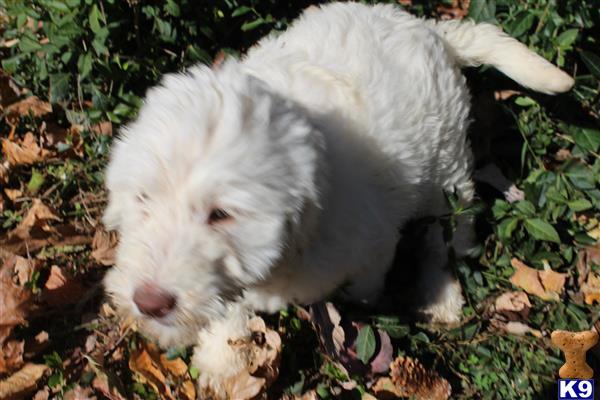 labradoodle puppy posted by KYLakeDoodles